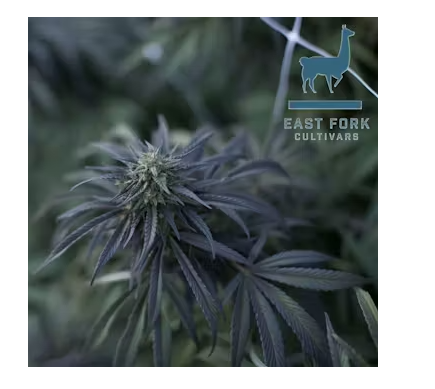 Exploring Gorilla Tsu by East Fork Cultivars