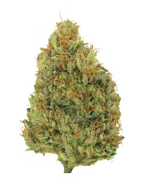 Exploring the Potent Hash Plant Strain by Alter Farms: A Complete Review